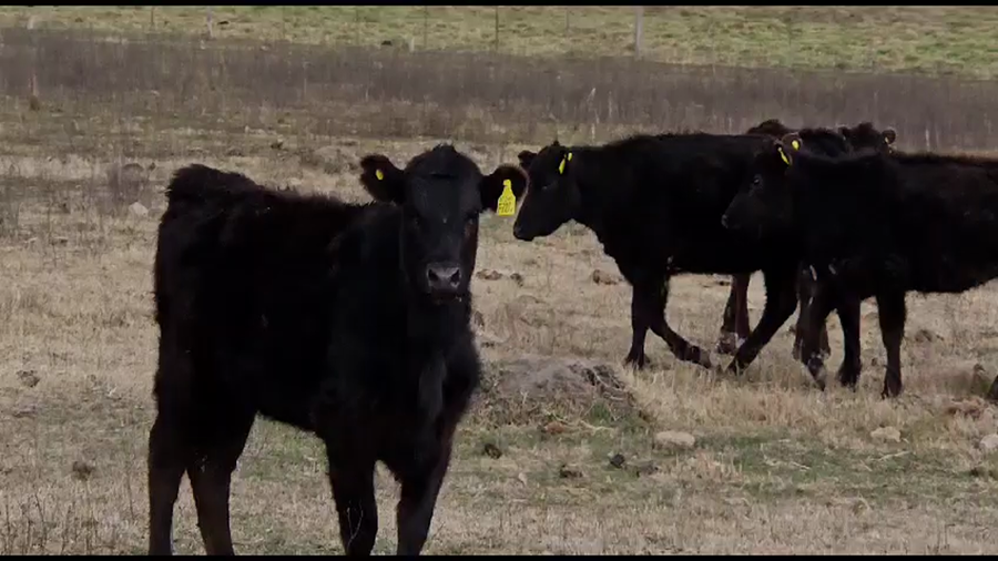 Lote 110 Terneras en Bolívar, Buenos Aires