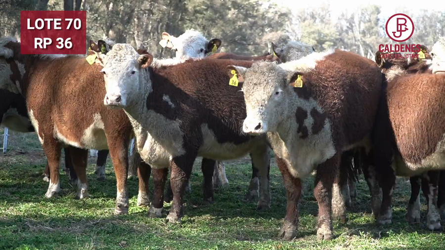 Lote VAQUILLONA RG PREÑADA PARICIÓN PRIMAVERA