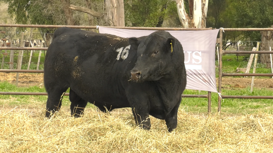 Lote TOROS ANGUS NEGROS  PC