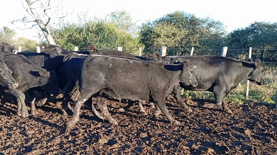 Lote 18 Vacas de invernar