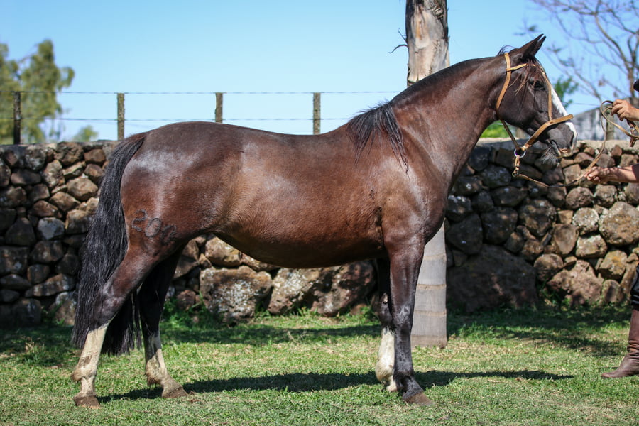 Lote S.I. Sarandda antal