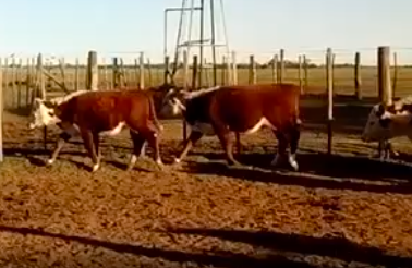 Lote 30 terneros/as de 185Kg en P. Italiano, Cordoba