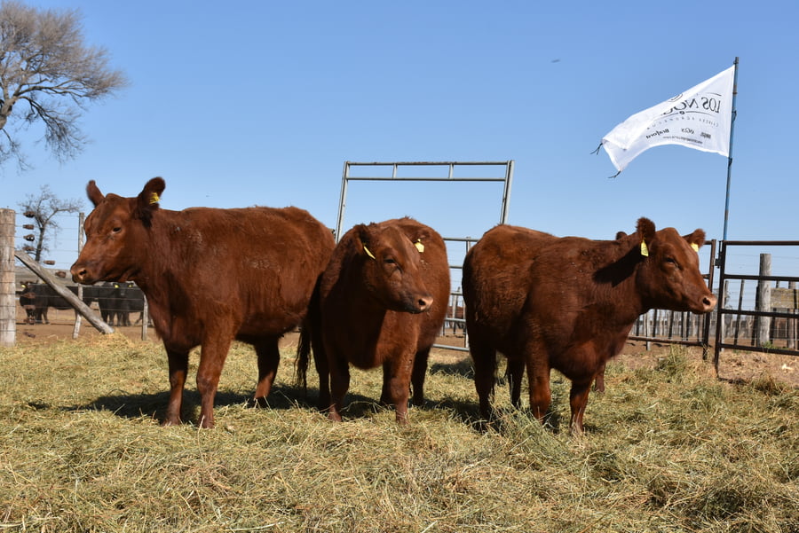 Lote VAQUILLONAS MAS CON GARANTÍA DE PREÑEZ (Corral 7)