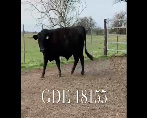 Lote 1 Toros en Punta Indio, Buenos Aires