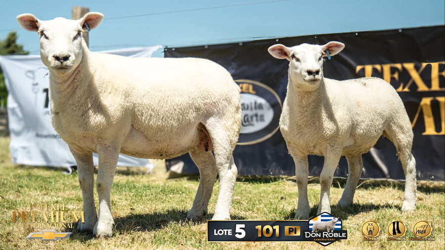 Lote Hembras Paridas a remate en 1º Texel Premium Internacional, Canelones