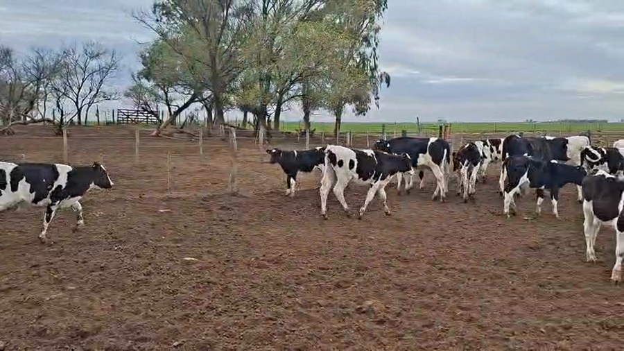 Lote 25 Terneros Holando en Macachín - LP