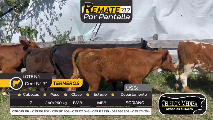 Lote 7 Terneros en Agraciada, Colonia