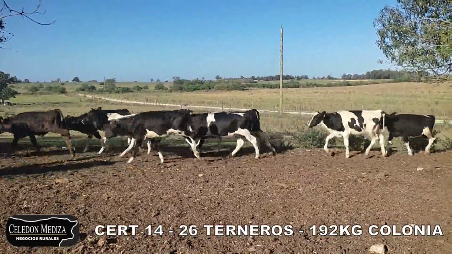 Lote 26 Terneros en Tarariras, Colonia