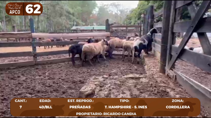 Lote LOTE 62 -POR PANTALLA