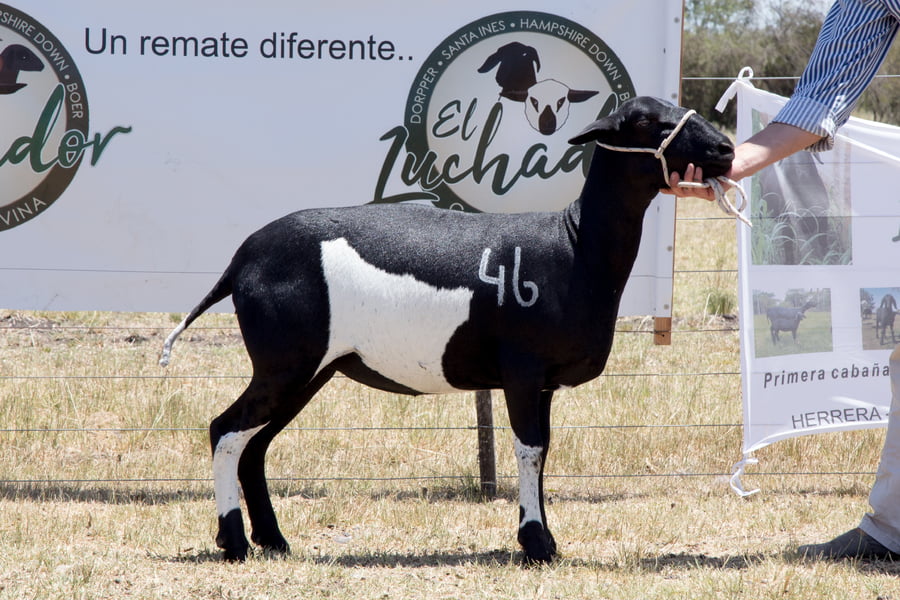 Lote OVINO STA. INES HEMBRA PPC