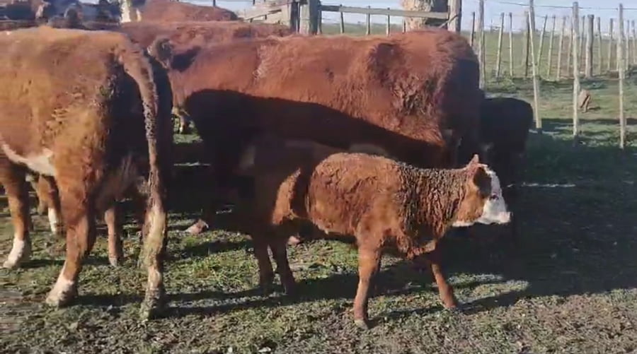 Lote Estancia Don Oscar