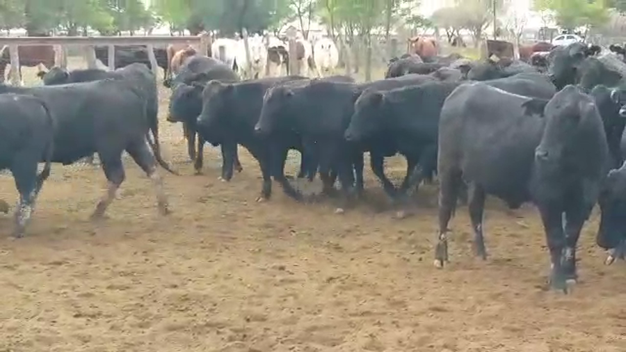 Lote 60 Vaquillonas en Vilelas, Santiago del Estero