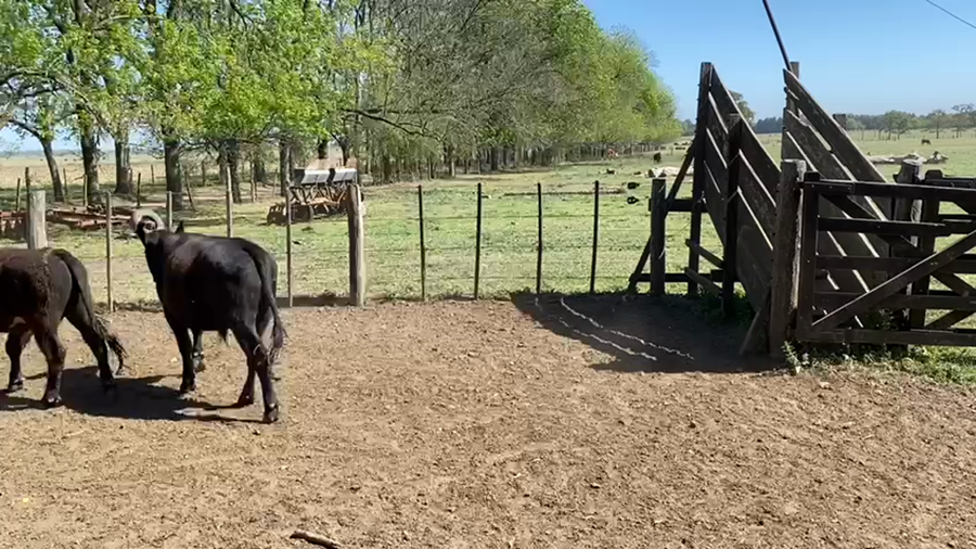 Lote 21 Novillitos en Gral. Las Heras, Buenos Aires