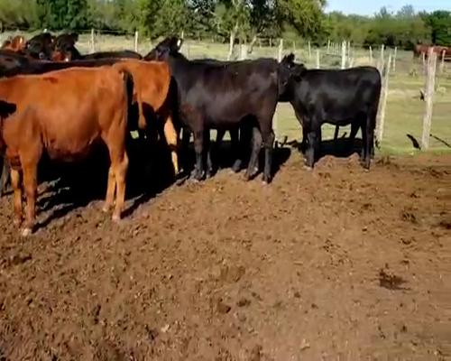 Lote 15 Terneras en Villaguay, Entre Ríos