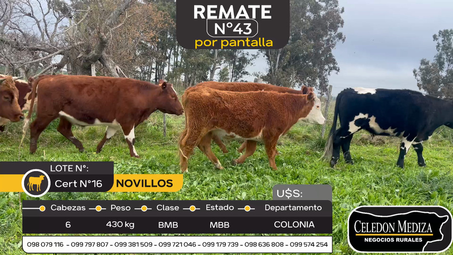 Lote 6 Novillos en Otra Localidad, Colonia