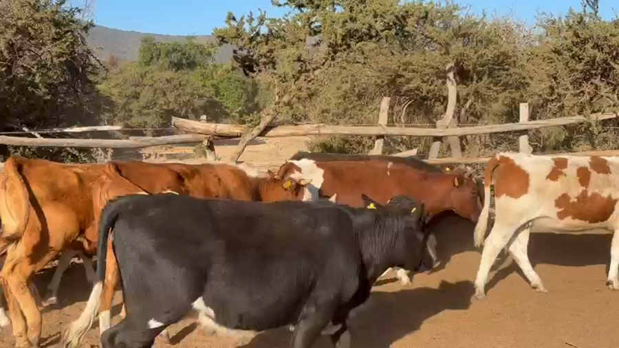 Lote 27 Vaquilla Engorda en La Ligua, V  Región Valparaíso