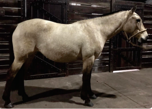 Lote Bayana Rumbeadora