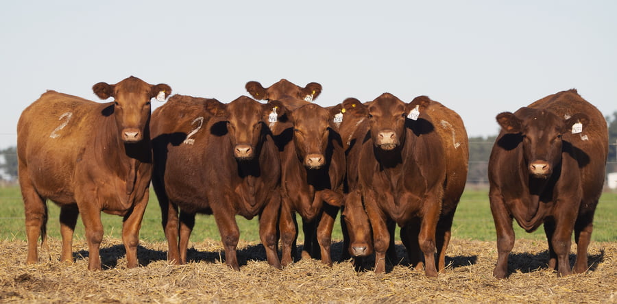 Lote VAQUILLONAS ANGUS PC PARICION PRIMAVERA