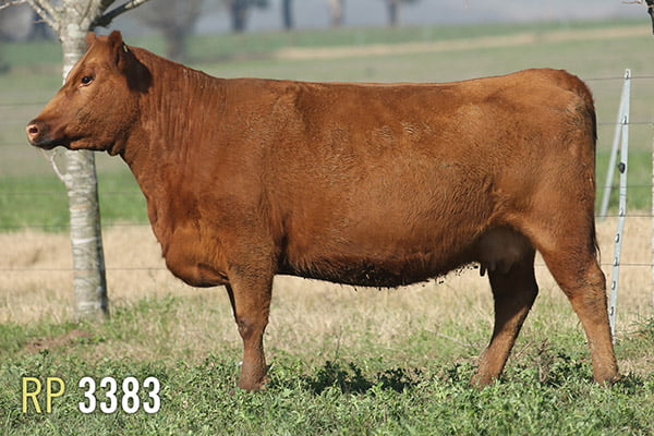 Lote 4 VACAS PREÑADAS PURAS DE PEDIGREE