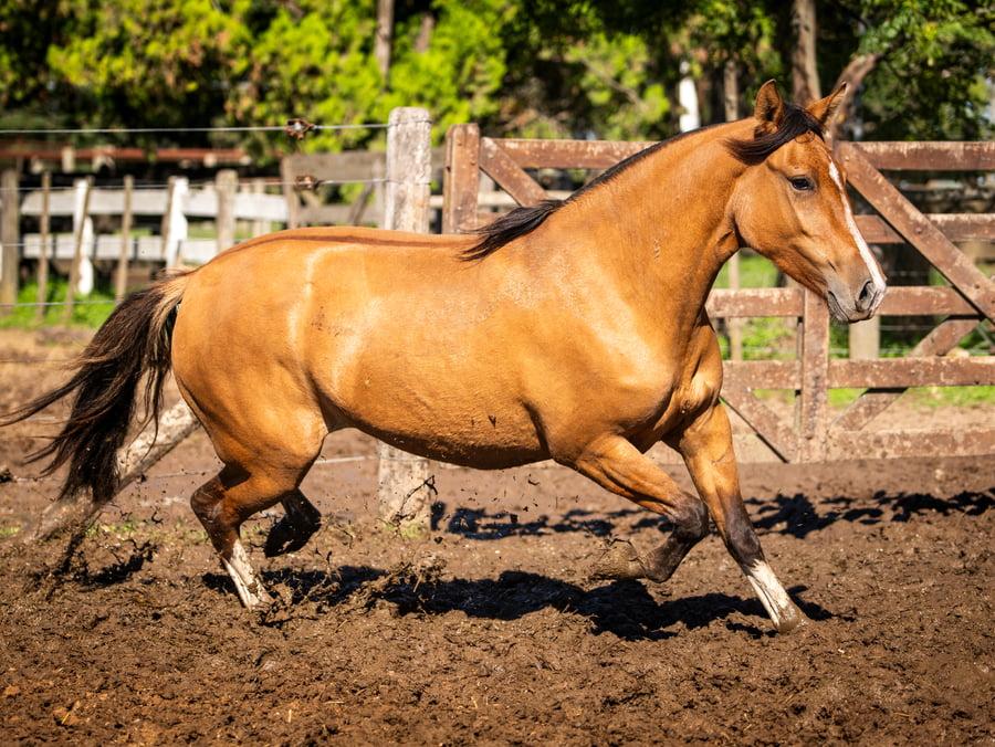 Lote CINCO-AR LA JEFA