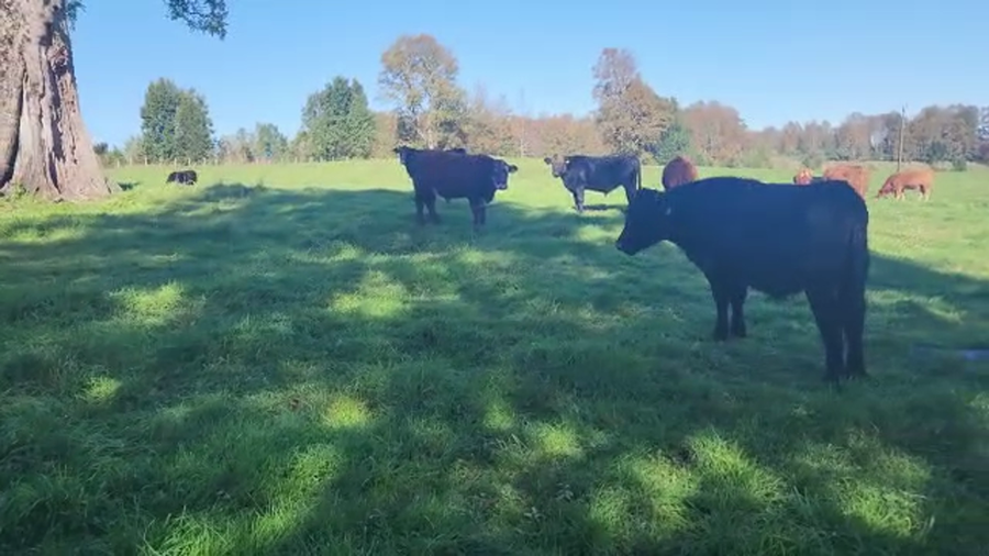 Lote 55 Novillo Engorda en Río Bueno, XIV Región Los Ríos