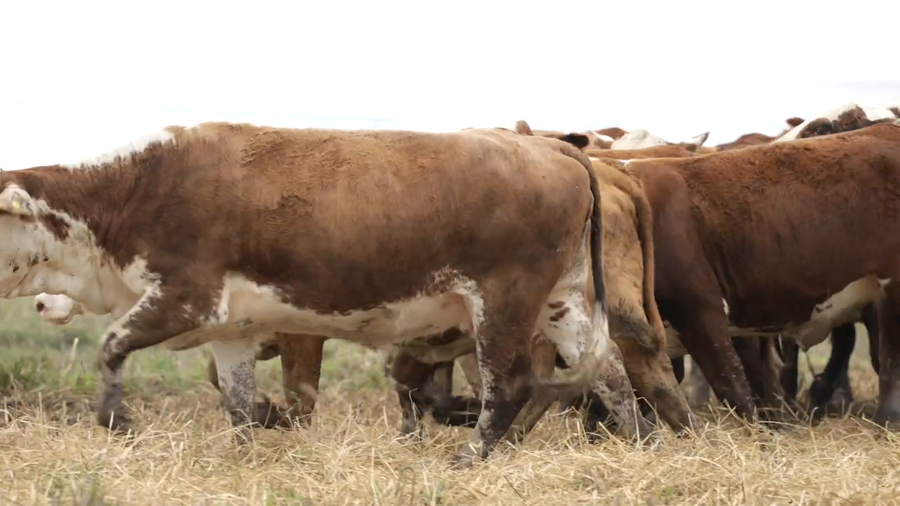 Lote Vaquillas señal 3 preñadas de otoño REMATE AGOSTO 2026