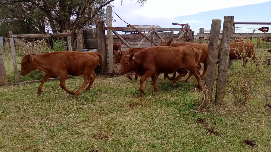 Lote 50 Terneros/as en Salazar