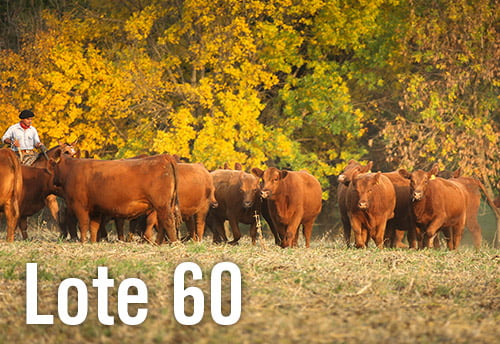 Lote 10 VAQUILLONAS PREÑADAS ANGUS M.A.S