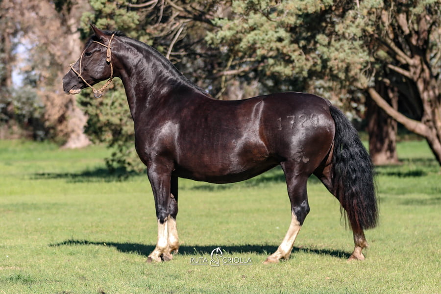 Lote Ñandu Ay Que Buena