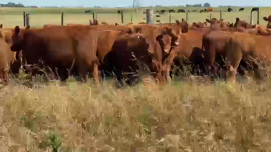 Lote 80 Vaquillonas en Dolores, Buenos Aires