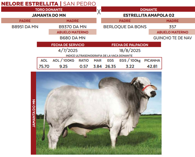 Lote LOTE 41