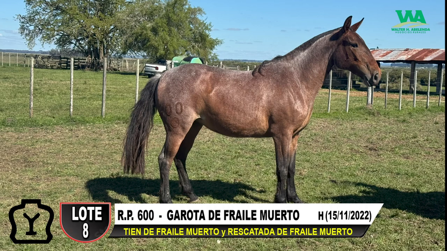 Lote GAROTA DE FRAILE MUERTO