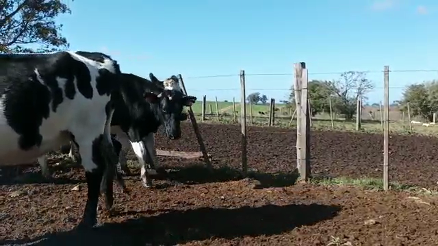 Lote 3 Vaquillonas 1 a 2 años HOLANDO a remate en 4to remate ENTRE MARTILLOS, San José