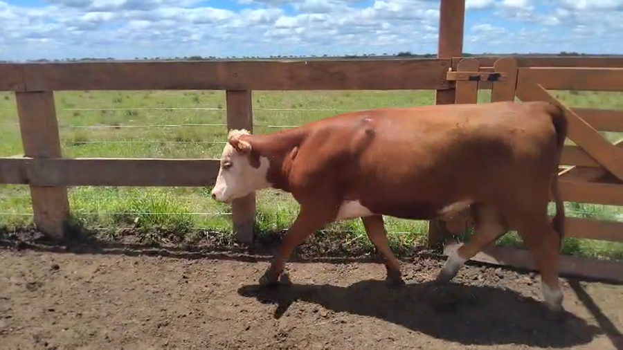 Lote 40 Vaquillonas en Corrientes, Curuzu Cuatia