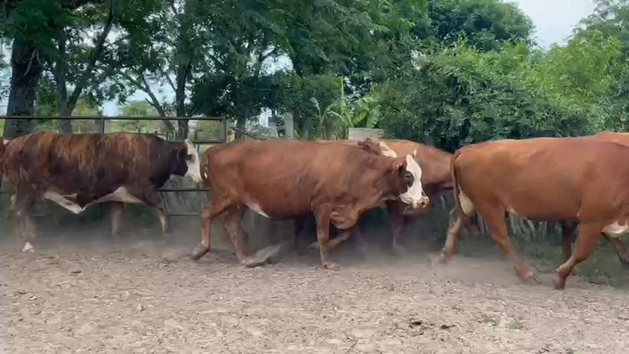 Lote 17 Vacas faena