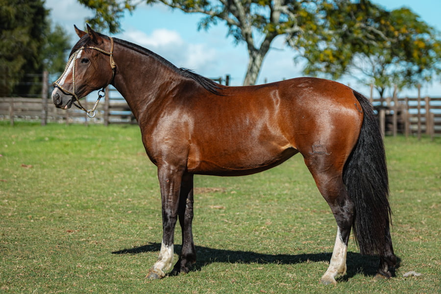 Lote Consejero Urraca