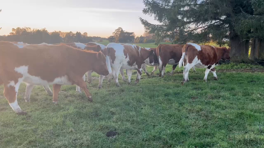 Lote 27 Vaquilla Preñada en X Región Los Lagos, Maullín