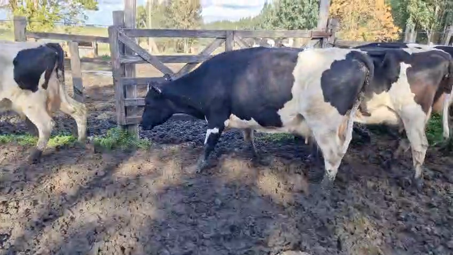 Lote 4 Vaca a remate en Pantalla Camy 470kg - , San José