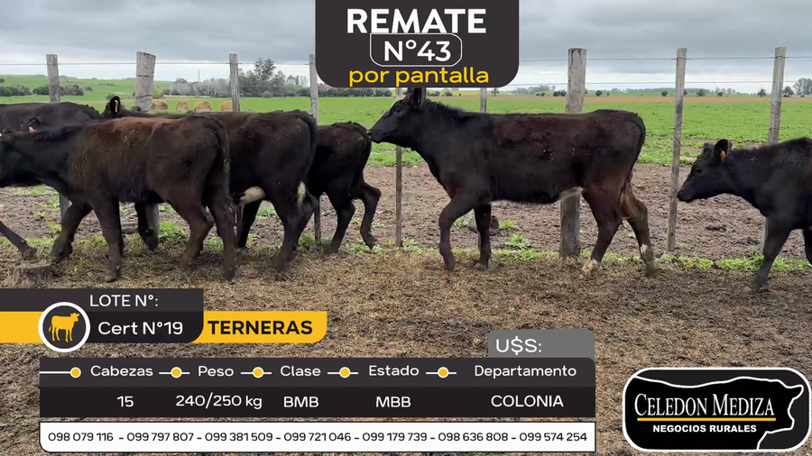 Lote 15 Terneras en Estanzuela, Colonia