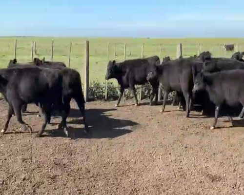 Lote 70 Terneras en Dolores, Buenos Aires