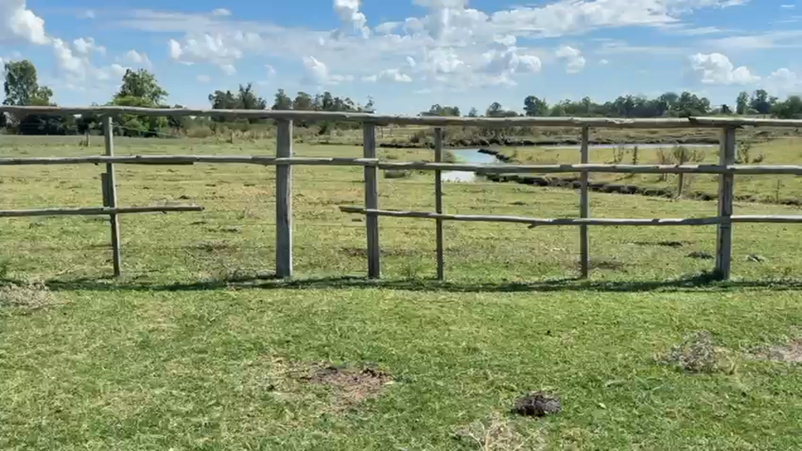 Lote VACAS DE INVERNADA