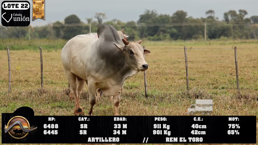 Lote LOTE 22