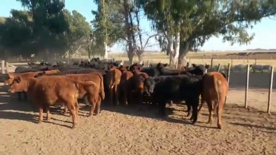 Lote 66 Terneras en Realicó, La Pampa