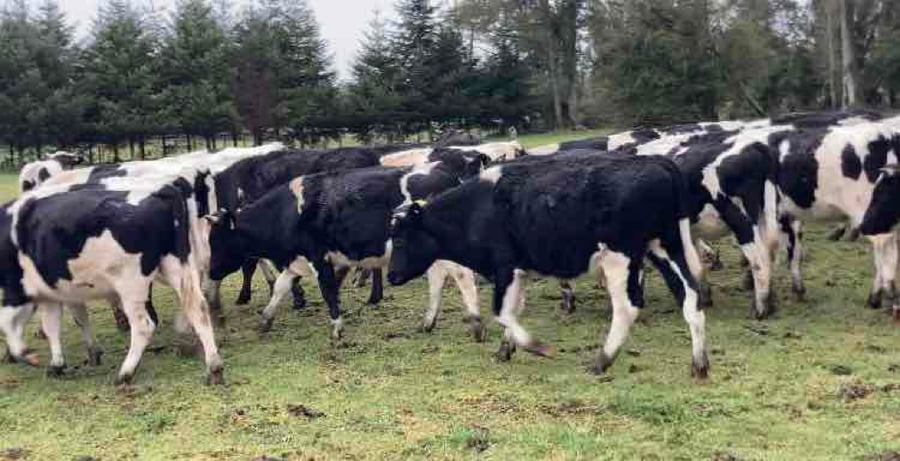 Lote 60 Novillo Engorda en Osorno,  X Región Los Lagos