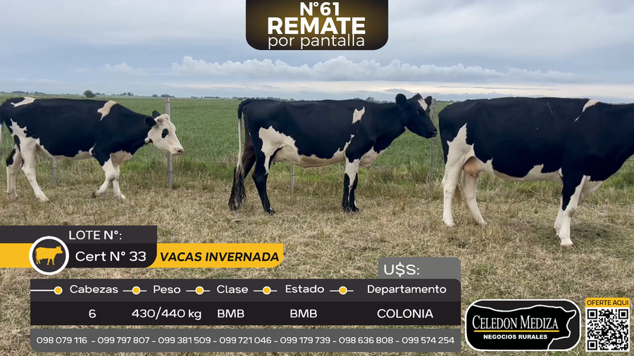 Lote 6 Vaca en Cerro de las Armas, Colonia