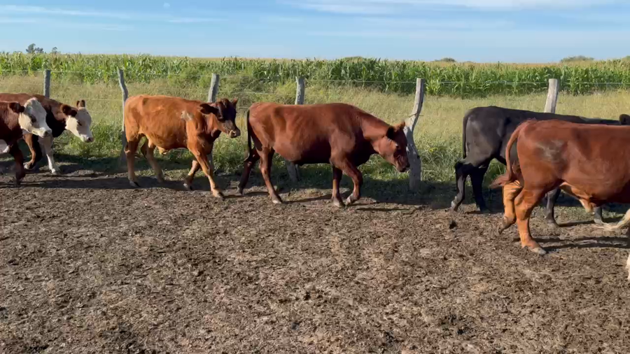 Lote 110 Novillitos en Maciá, Entre Ríos