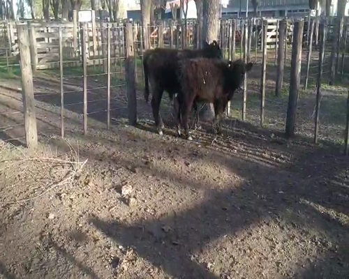 Lote 2 Terneros en Gral. Lamadrid, Buenos Aires