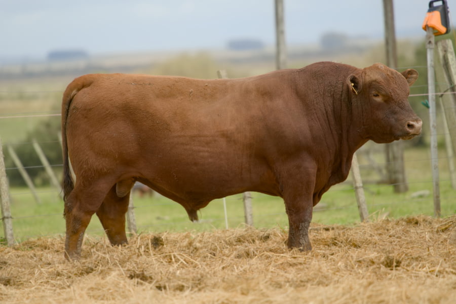 Lote RP 409