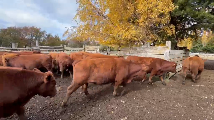 Lote 50 Novillo Engorda en Coyhaique, XI Región Aysén