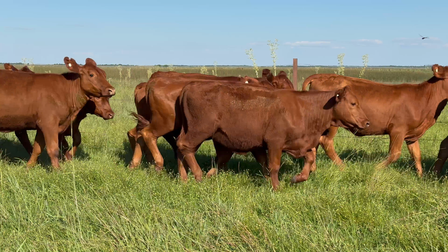 Lote 55 Terneras en Corrientes, Nueve de Julio